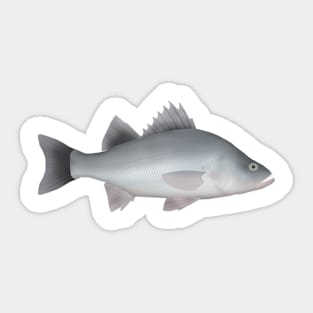 White Perch Sticker